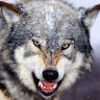 mad_wolf